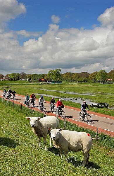 4 Schafe am Damm, im Hintergrund ein Radweg mit Radfahrern und das Ijsselmeer