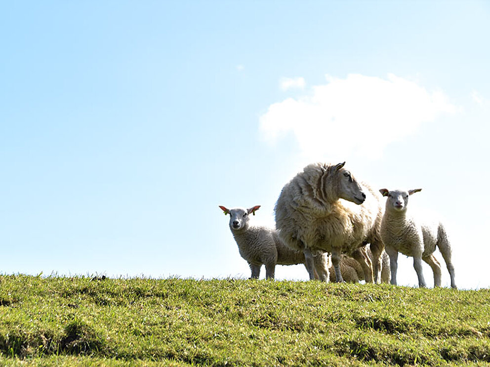 3 Schafe auf einer Wiese