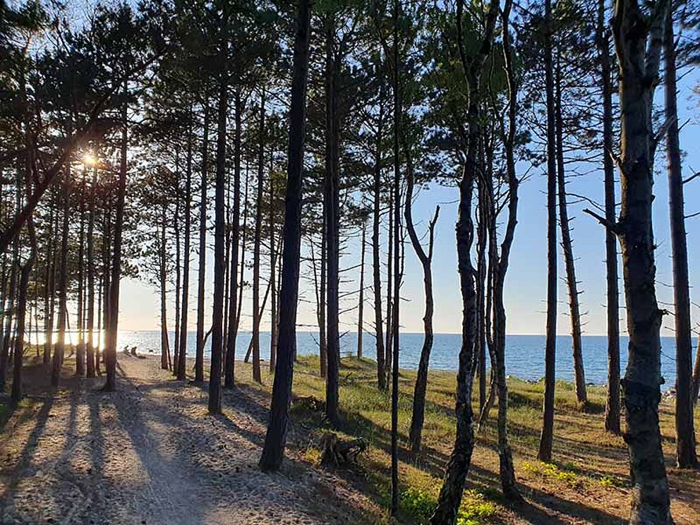 Weg im Wald mit Blick aufs Meer